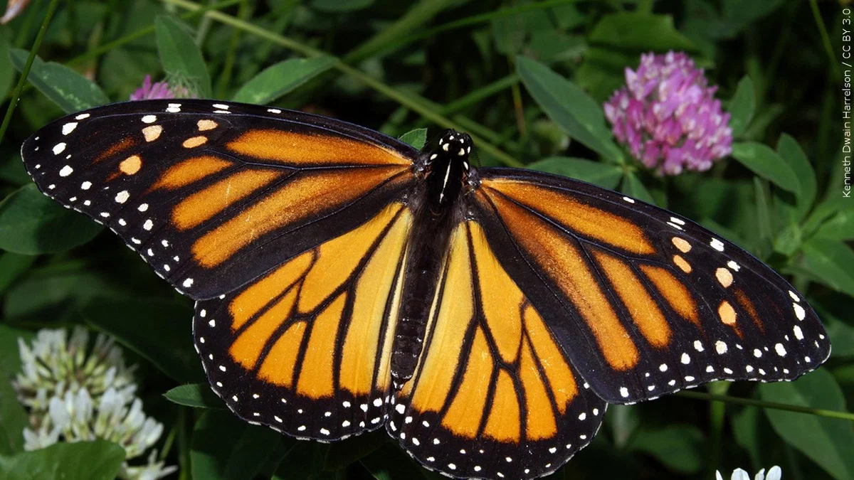 Unique Survival Tactic Allows Tropical Butterflies to Live Far Longer Than Their Peers