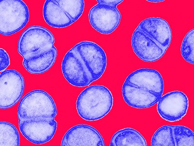New Antibiotic Cocktail Produced by Soil Bacteria Could Defeat Superbugs