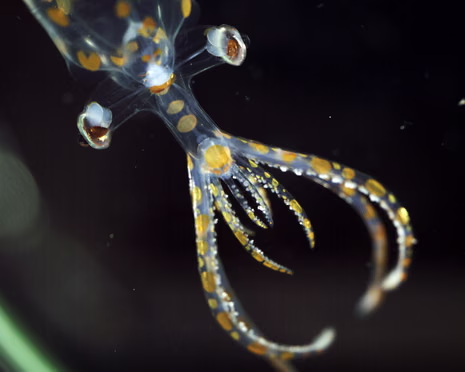 Scientists Discover 31 New Marine Species During Two-Week Deep Ocean Expedition